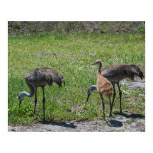 Florida Sandhill Cranes Nature Photography