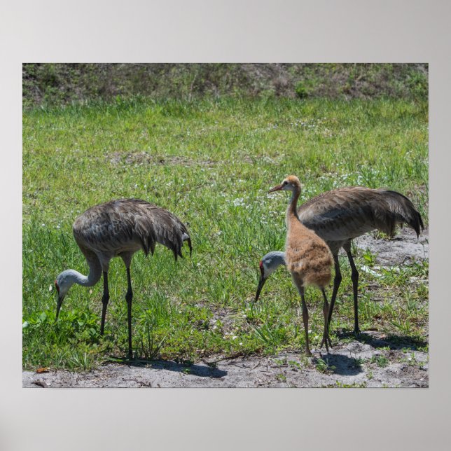 Póster Florida Sandhill Cranes Nature Photography (Frente)