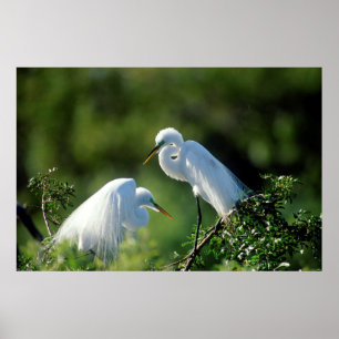 Póster Florida, Venecia, Santuario Audubon, Gracia Común