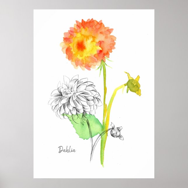 Póster Floriografía de la planta de flores de Dahlia (Frente)
