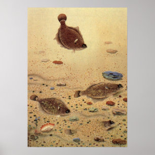 Póster Flounders vintage, peces planos de vida marina