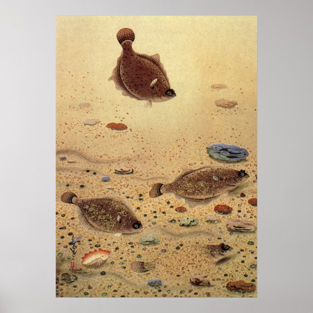 Póster Flounders vintage, peces planos de vida marina (Frente)