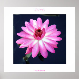 Póster Flower