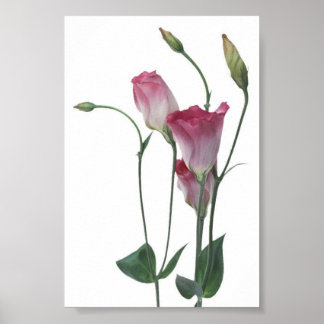 Póster Flower Collection 2
