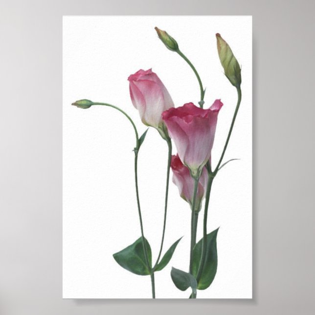 Póster Flower Collection 2 (Frente)