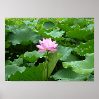 Póster Flower collection: Lotus