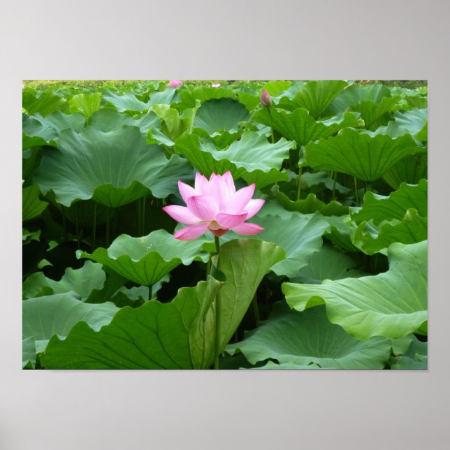Póster Flower collection: Lotus (Frente)