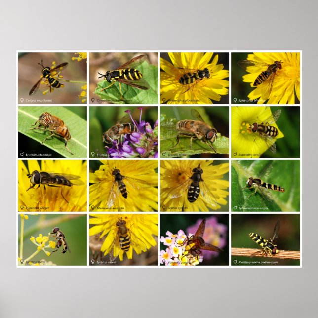 Póster Flower Flies (Frente)