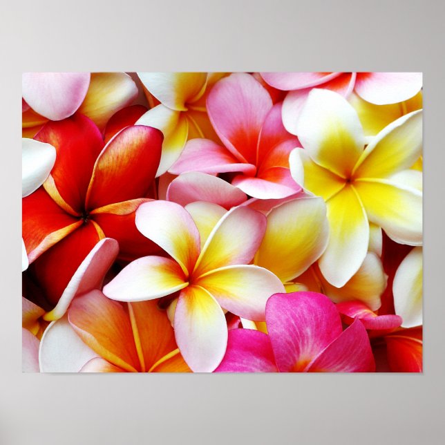 Póster Flower Hawaii Personalizada Plumeria Frangipani (Frente)