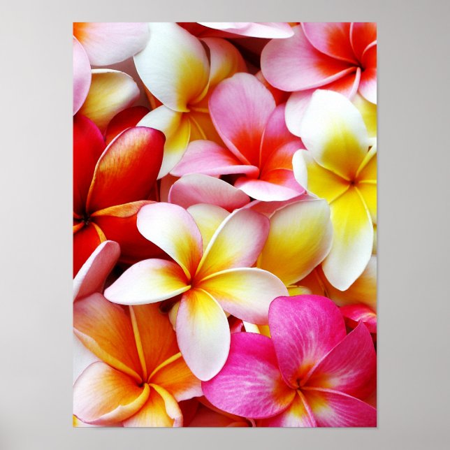 Póster Flower Hawaii Personalizada Plumeria Frangipani (Frente)