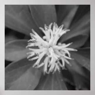 Póster Flower Poster
