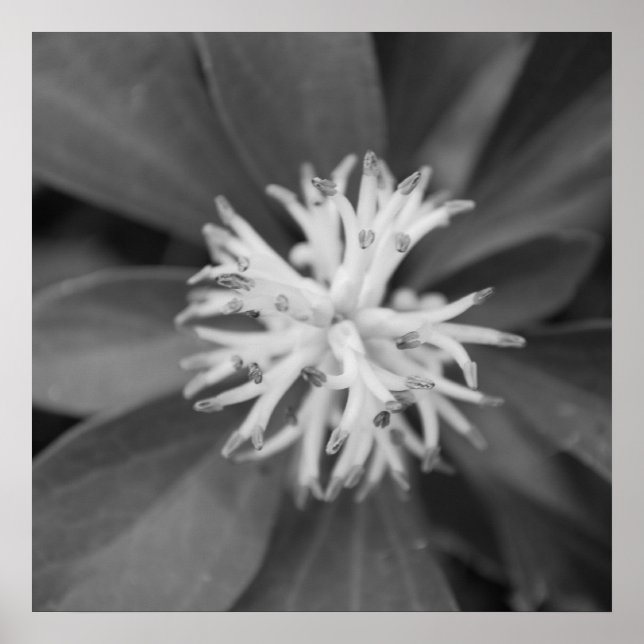 Póster Flower Poster (Frente)