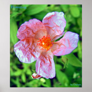 Póster Flowering