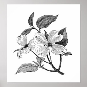 Póster Flowering Dogwood