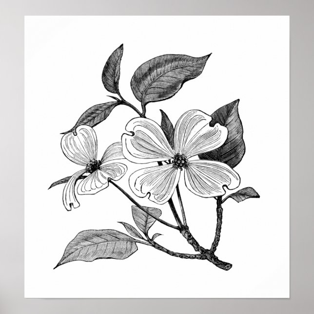 Póster Flowering Dogwood (Frente)