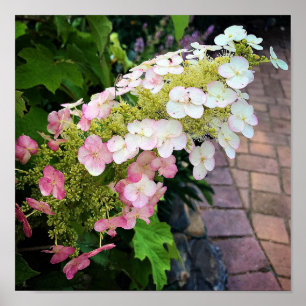 Póster Flowers at Chateau Morrisette Winery, Floyd, VA