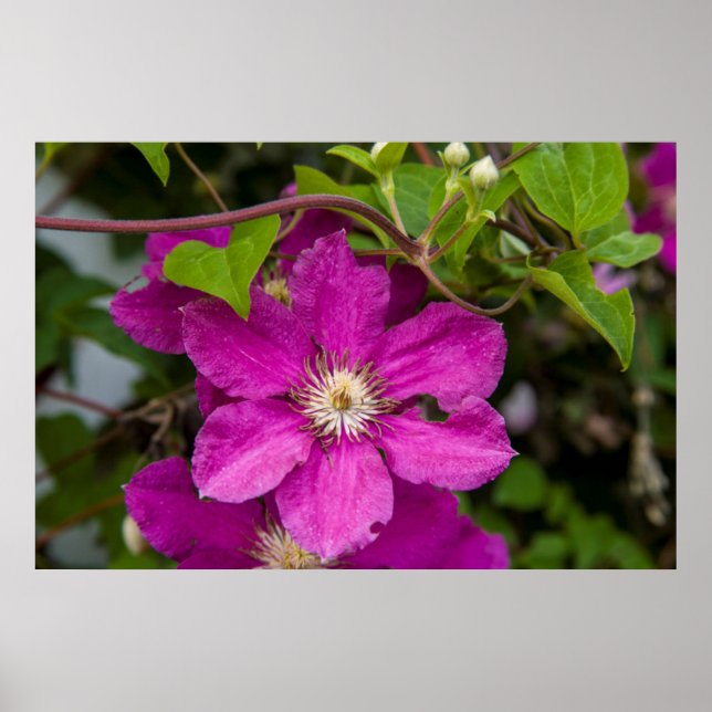 Póster Flowers At Robinette's Apple Haus & Gift Barn (Frente)