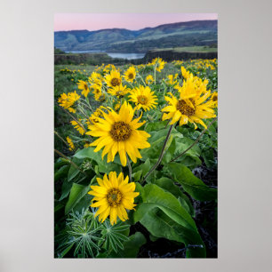 Póster Flowers   Balsomroot Columbia River, Oregon