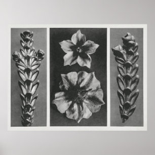 Póster Flowers Enlarged