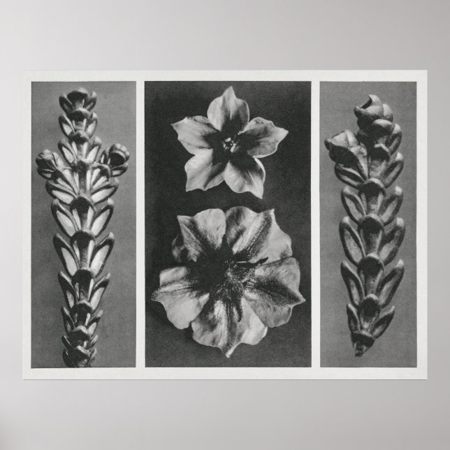 Póster Flowers Enlarged (Frente)