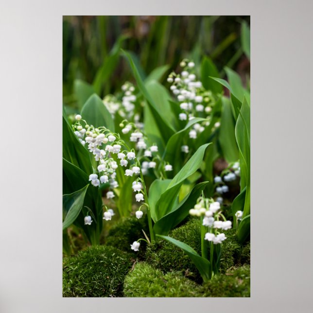 Póster Flowers | Lily of the Valley Sweden (Frente)