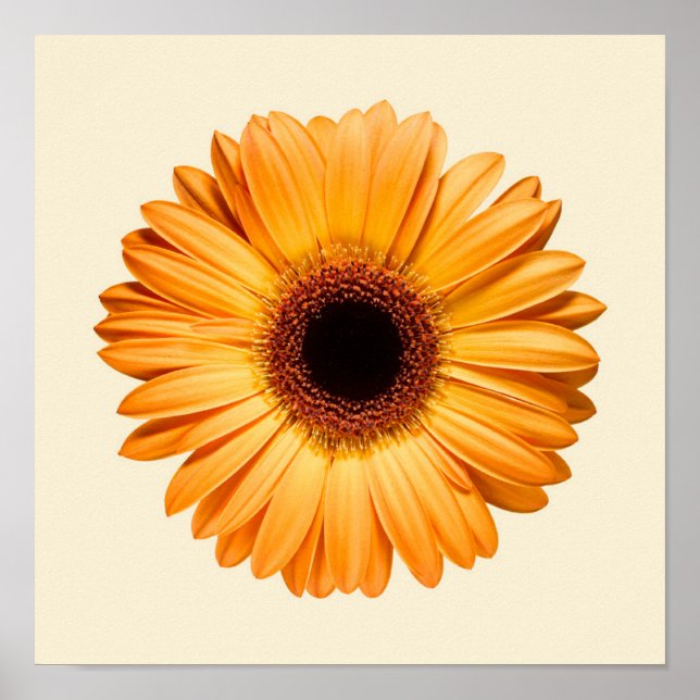 Póster Flowers | Orange Gerbera (Frente)