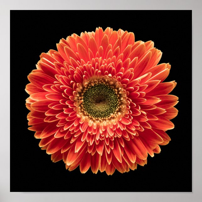 Póster Flowers | Orange Gerbera Daisy (Frente)