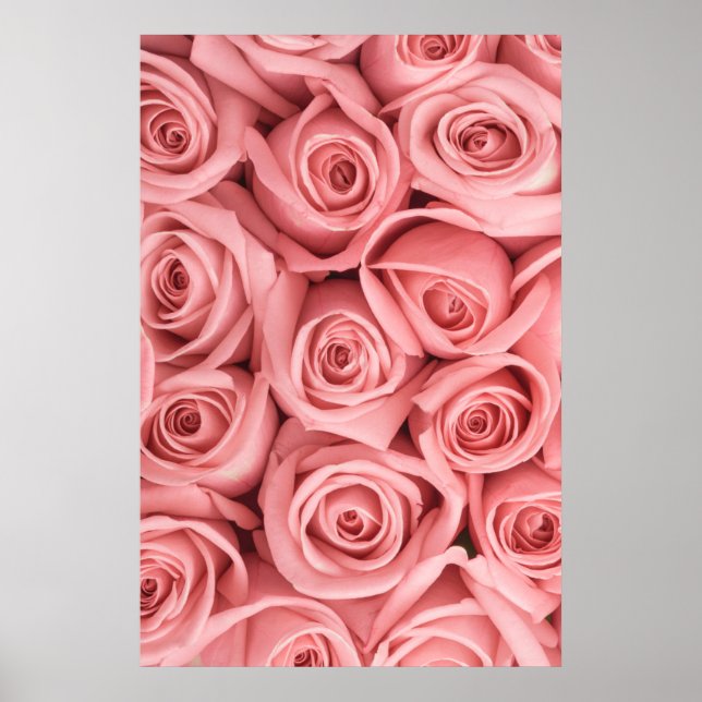 Póster Flowers | Pink Roses (Frente)