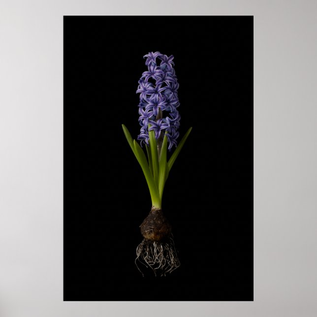 Póster Flowers | Purple Hyacinth Bulb (Frente)