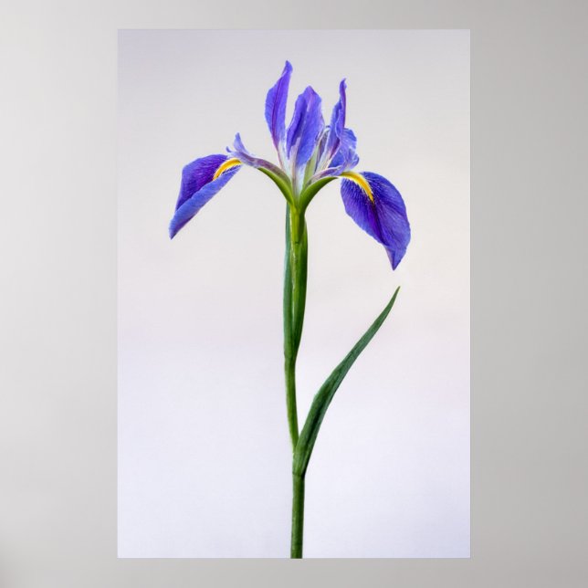 Póster Flowers | Purple Iris Flower (Frente)