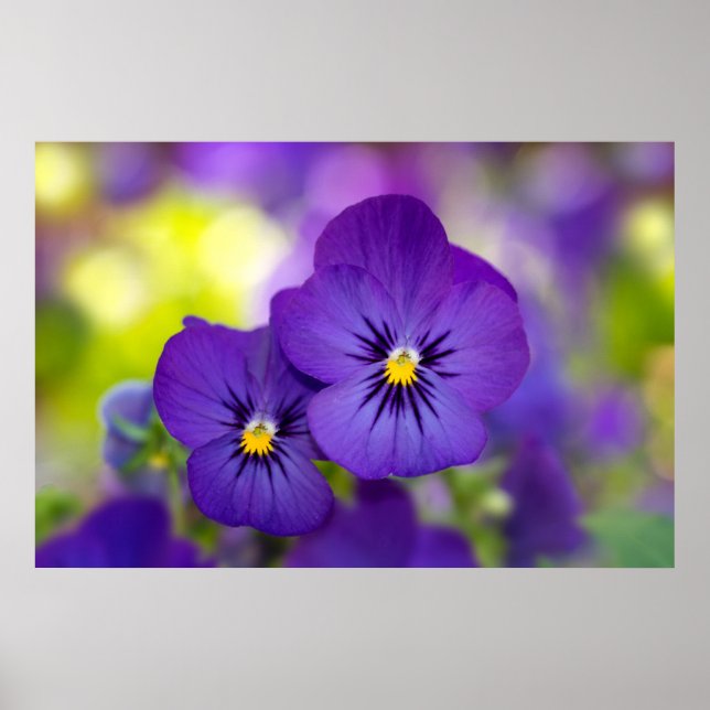 Póster Flowers | Purple Pansies (Frente)