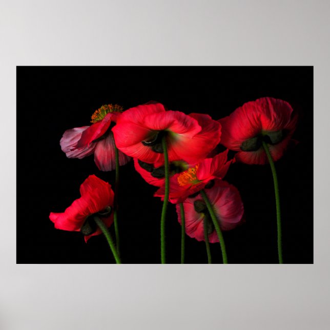 Póster Flowers | Red Poppies (Frente)