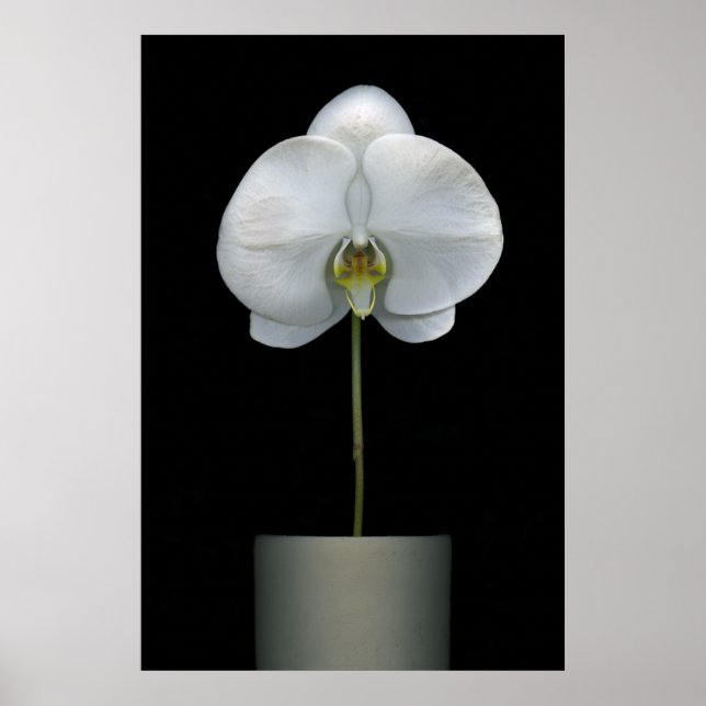Póster Flowers | White Orchid Flower (Frente)