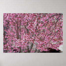 Póster Flowing Pink Japanese Cherry Blossoms Poster
