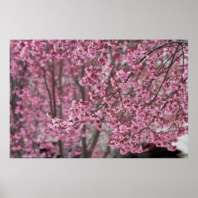 Póster Flowing Pink Japanese Cherry Blossoms Poster (Frente)