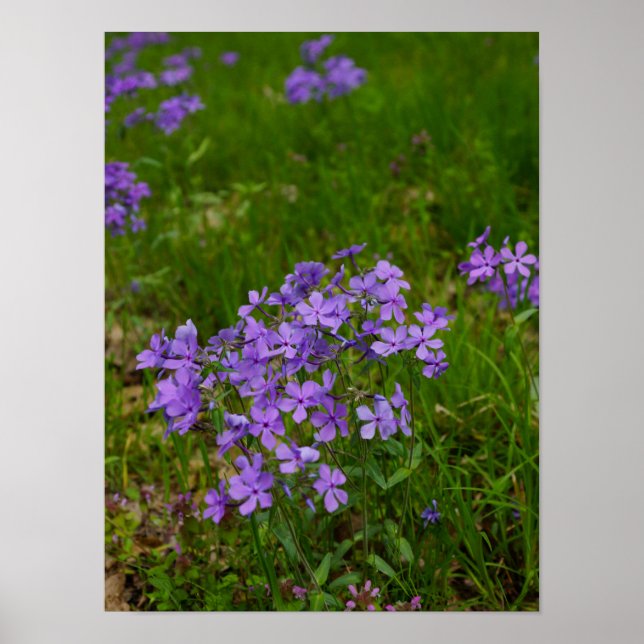 Póster Flox azul silvestre (Frente)