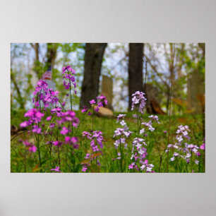 Póster Flox cerca de un cementerio
