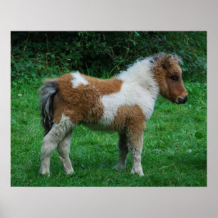 Póster Fluffy Adorable Dartmoor Pony