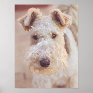 Póster Fluffy Airedale Welsh Terrish Tipo Perro Cachorro