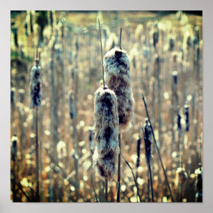 Póster Fluffy Cattails En La Naturaleza De Primavera