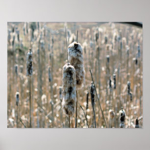 Póster Fluffy Cattails En La Naturaleza De Primavera
