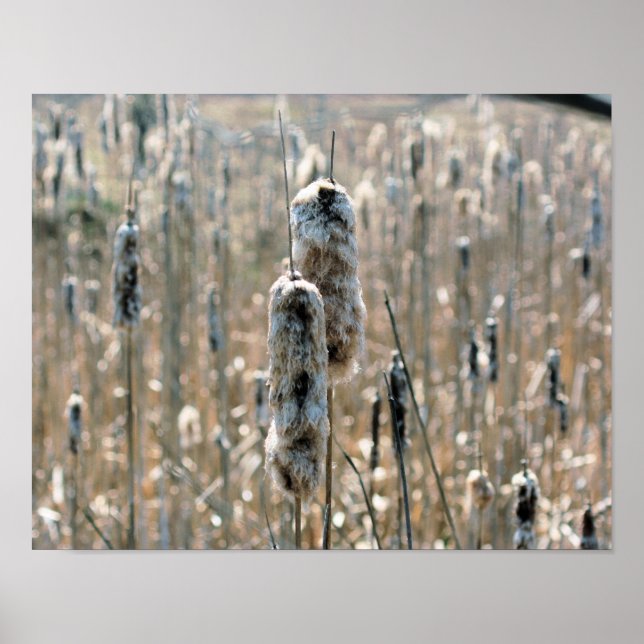 Póster Fluffy Cattails En La Naturaleza De Primavera (Frente)