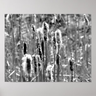 Póster Fluffy Cattails Negro Y Blanco