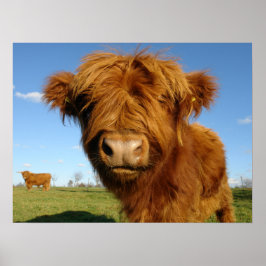 Póster Fluffy Scottish Highland Cow - Blue Sky