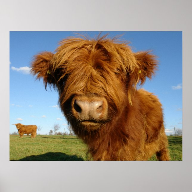 Póster Fluffy Scottish Highland Cow - Blue Sky (Frente)