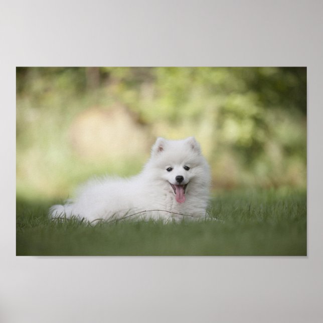 Póster Fluffy White Keeshond Puppy (Frente)