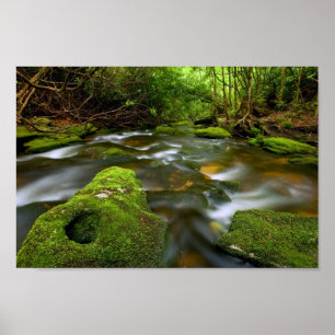 Póster Flujo de bosques de lluvias abundantes
