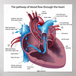 Póster Flujo sanguíneo a través del poster cardiaco