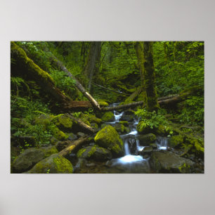 Póster Flujo templado de selva tropical en el río Columbi