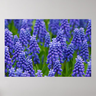 PÓSTER FLUJOS DE GRIPE AZUL PURPLE NATURE GRASS BEAUTY SC